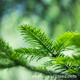 Organic Silver Fir essential oil  origin France 2