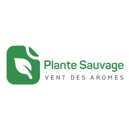 Huile essentielle de Séquoia à Feuilles d'If