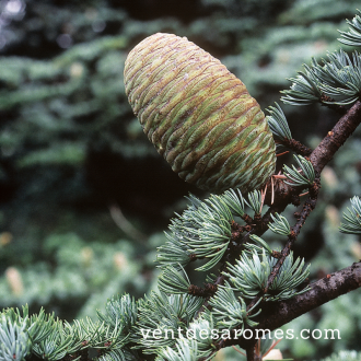 Organic Atlas Cedar essential oil 2