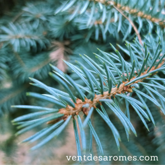 Organic Blue Spruce Hydrolate 2
