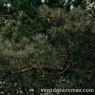 Organic Scots pine hydrolate origin France 2