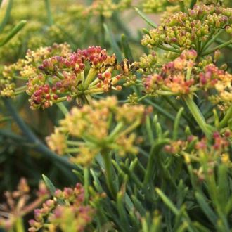 Organic Sea Fennel essential oil origin France 2