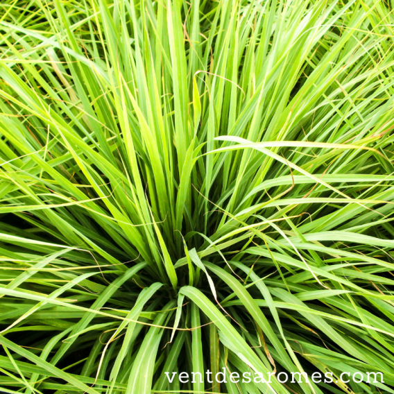 Organic Lemongrass essential oil