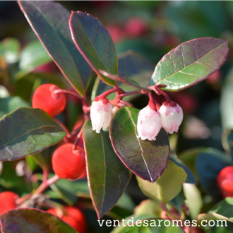 Organic Sweet Wintergreen essential oil 2