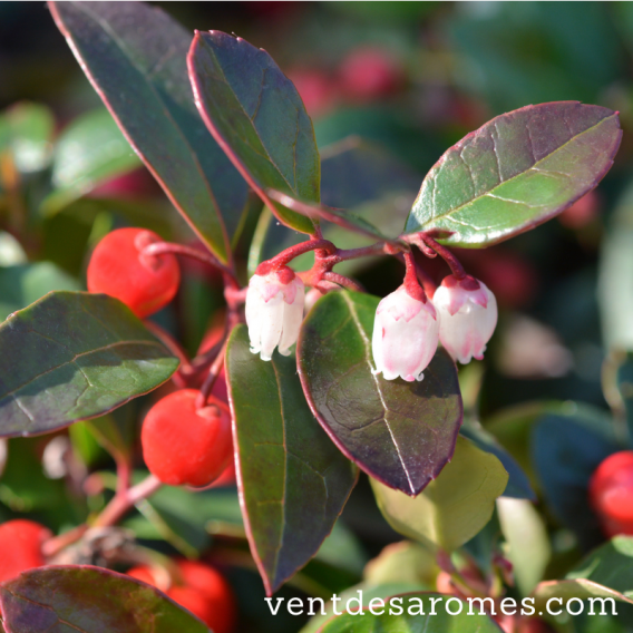 Organic Sweet Wintergreen essential oil