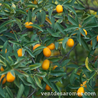 Organic Petitgrain Clementine Essential Oil 2