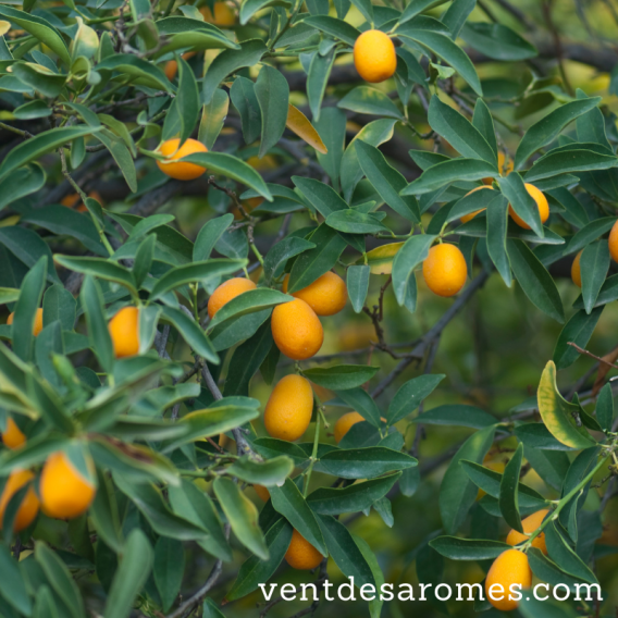 Huile essentielle de Petitgrain Clémentinier bio