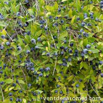 Organic Wild Red Myrtle essential oil 2