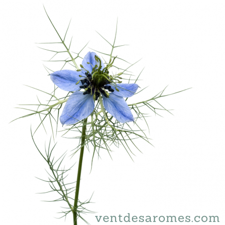 Huile Végétale de Nigelle Bio Cosmos Organic