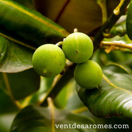 Huile Végétale de Calophylle Biologique