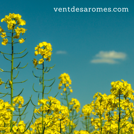 Huile Végétale de Cameline Biologique