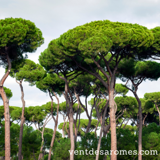 Parasol Pine essential oil origin France 2