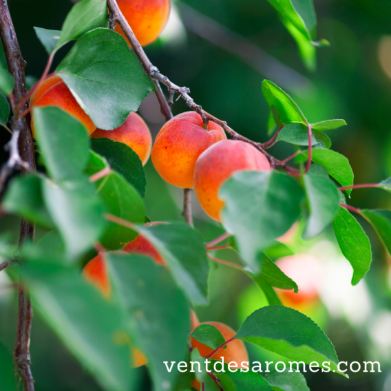 Huile Végétale de Noyaux d'Abricot Biologique