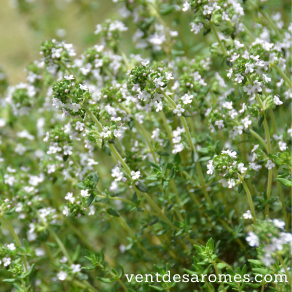 Huile essentielle de Thym Orange Bio