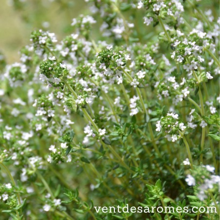 Organic Orange Thyme essential oil origin France