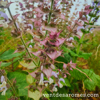 Organic Clary Sage essential oil origin France 2