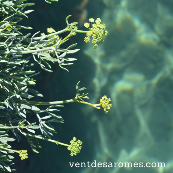 Hydrolat de Criste Marine bio