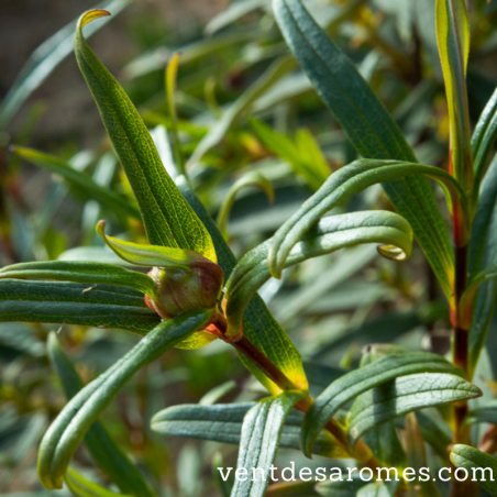 Organic Cistus Ladanifera essential oil