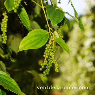 Organic Black Pepper essential oil 2