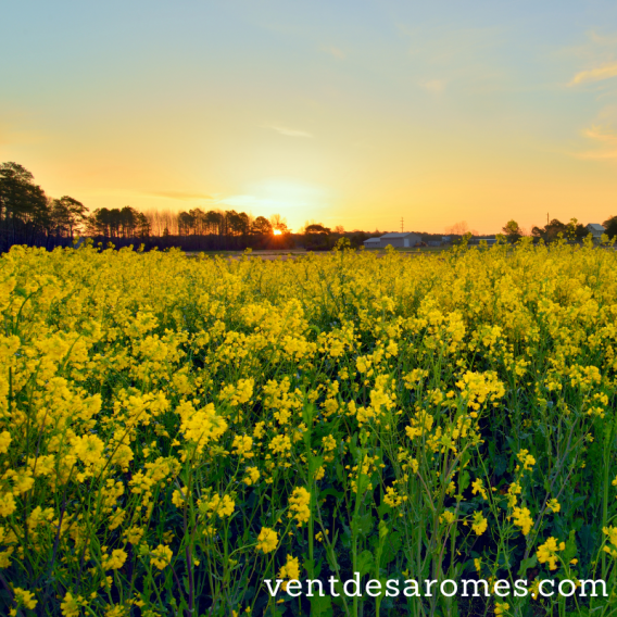 Cosmos Organic Evening Primrose Vegetable Oil
