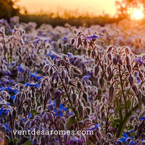 Organic Borage Vegetable Oil