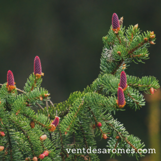 Organic Black Spruce essential oil 2