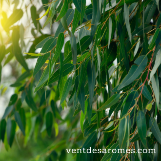 Organic Eucalytus Globulus essential oil 2