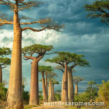 Huile végétale de Baobab Cosmos Oragnic
