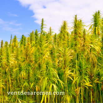 Organic Hemp essential oil origin France 2