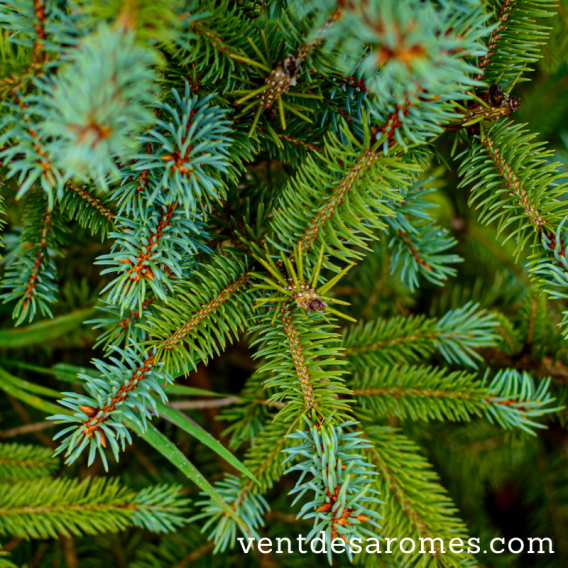 Organic Spruce Hydrosol origin France