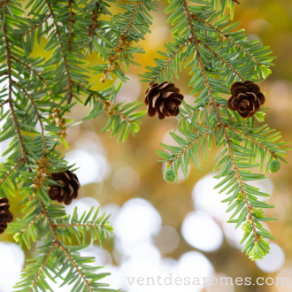 Organic Hemlock Essential Oil 2