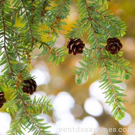 Organic Hemlock Essential Oil