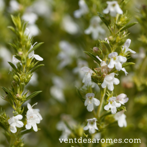 Organic Mountain Savory Essential Oil