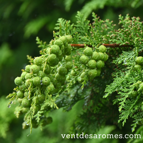 Organic Cypress Essential Oil