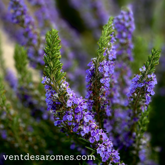 Organic Rosemary Camphor Essential Oil
