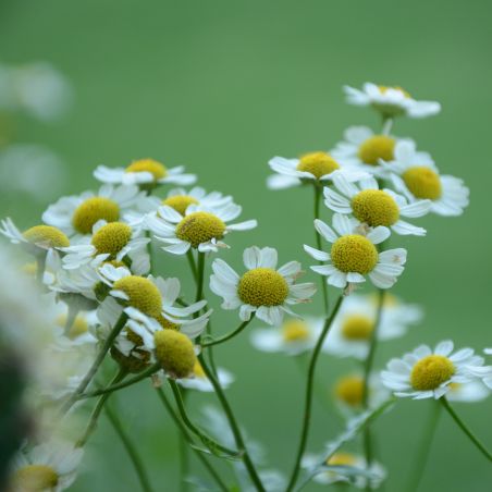 Organic essential oil of Chamomile Matrix origin France