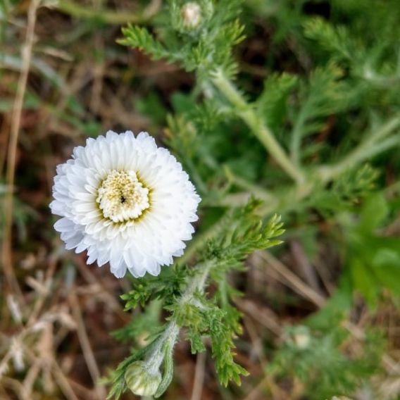 Organic Roman Chamomile essential oil origin...