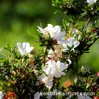 Huile essentielle de Rhododendron bio 2