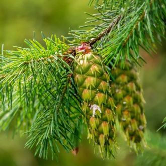 Organic Douglas fir essential oil origin France 2