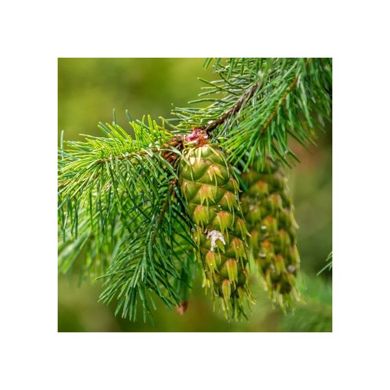 Huile essentielle de Pin Douglas bio