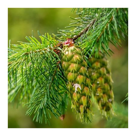 Huile essentielle de Pin Douglas bio