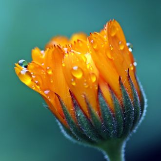 Macérat Huileux Calendula bio 2