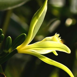 Organic Bourbon Vanilla macerate origin France 2