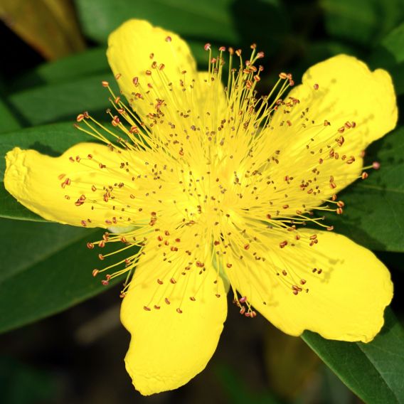 Organic St John's Wort Macerate origin France