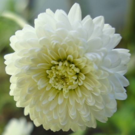 Organic Noble Chamomile macerate origin France