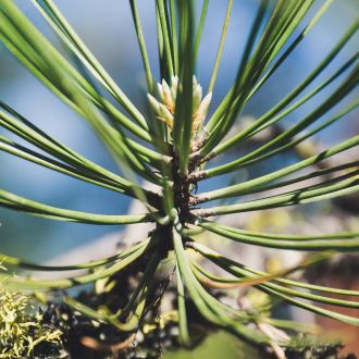Organic Maritime Pine essential oil origine France 2