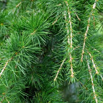 Organic Atlas Cedar essential oil from France 2