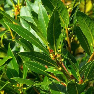 Huile essentielle de Laurier Noble bio 2