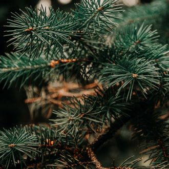 Organic Spruce essential oil origin France 2