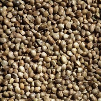 Organic Hemp vegetable oil origin France 2
